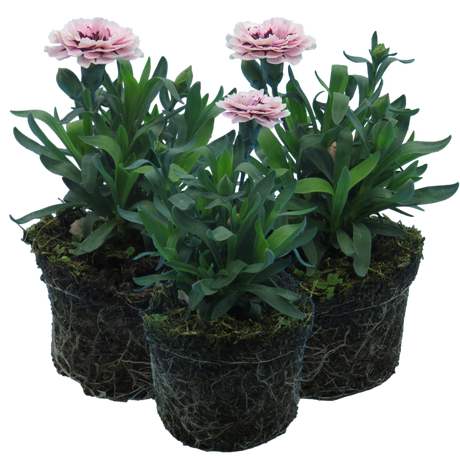 Dianthus caryophyllus 'Purple Star' from Cedar Nursery, Cobham