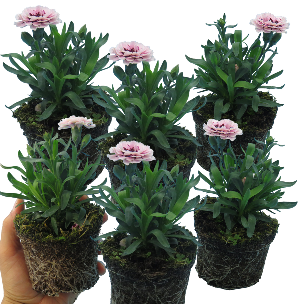 Dianthus caryophyllus 'Purple Star' from Cedar Nursery, Cobham
