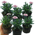 Dianthus caryophyllus 'Purple Star' from Cedar Nursery, Cobham