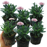 Dianthus caryophyllus 'Purple Star' from Cedar Nursery, Cobham