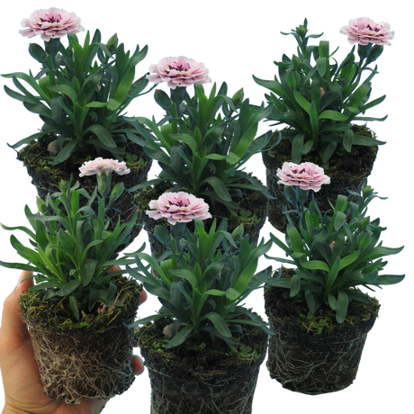 Dianthus caryophyllus 'Purple Star' from Cedar Nursery, Cobham