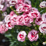 Dianthus caryophyllus 'Purple Star' from Cedar Nursery, Cobham
