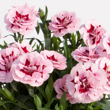 Dianthus caryophyllus 'Purple Star' from Cedar Nursery, Cobham