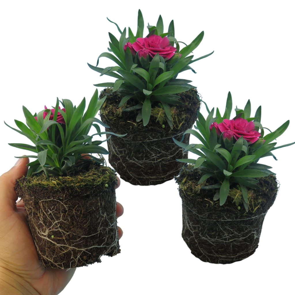 Dianthus caryophyllus 'Purple Wings' from Cedar Nursery, Cobham