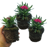 Dianthus caryophyllus 'Purple Wings' from Cedar Nursery, Cobham