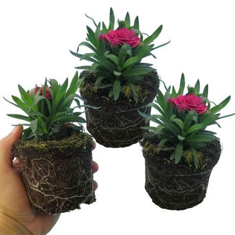 Dianthus caryophyllus 'Purple Wings' from Cedar Nursery, Cobham