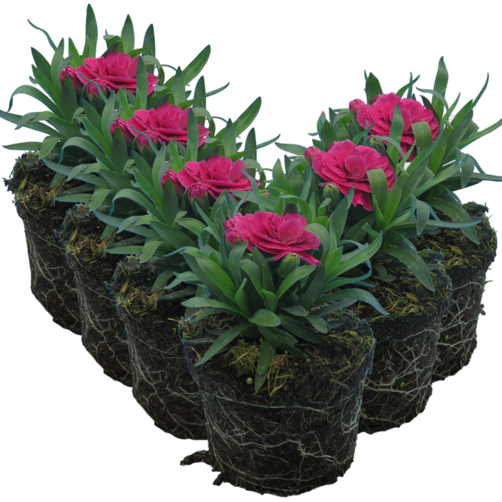 Dianthus caryophyllus 'Purple Wings' from Cedar Nursery, Cobham