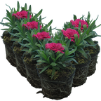 Dianthus caryophyllus 'Purple Wings' from Cedar Nursery, Cobham