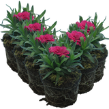 Dianthus caryophyllus 'Purple Wings' from Cedar Nursery, Cobham