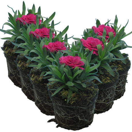Dianthus caryophyllus 'Purple Wings' from Cedar Nursery, Cobham