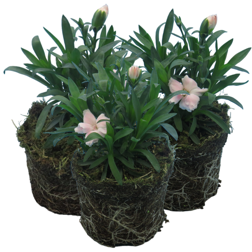 Dianthus caryophyllus 'White' from Cedar Nursery, Cobham