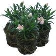 Dianthus caryophyllus 'White' from Cedar Nursery, Cobham