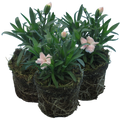 Dianthus caryophyllus 'White' from Cedar Nursery, Cobham