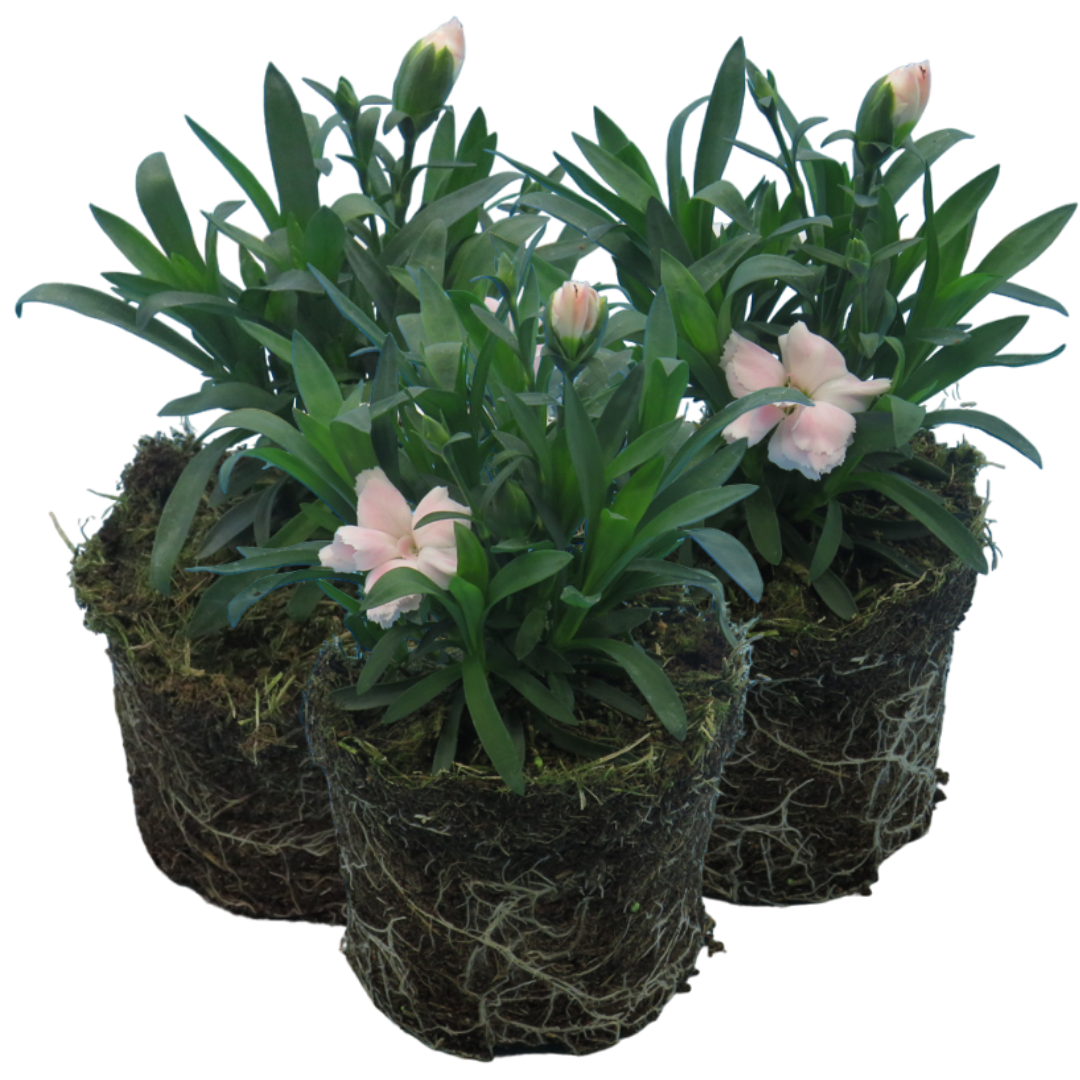 Dianthus caryophyllus 'White' from Cedar Nursery, Cobham