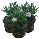Dianthus caryophyllus 'White' from Cedar Nursery, Cobham