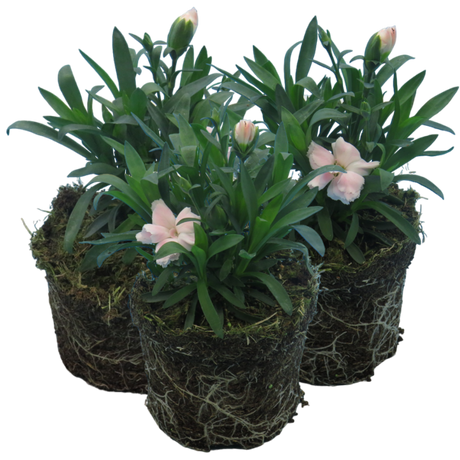 Dianthus caryophyllus 'White' from Cedar Nursery, Cobham