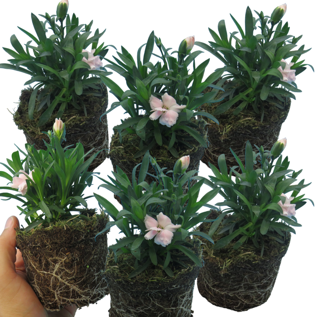 Dianthus caryophyllus 'White' from Cedar Nursery, Cobham
