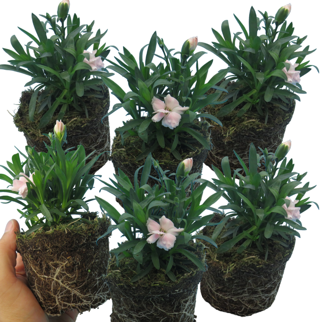 Dianthus caryophyllus 'White' from Cedar Nursery, Cobham