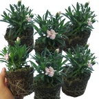 Dianthus caryophyllus 'White' from Cedar Nursery, Cobham