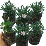 Dianthus caryophyllus 'White' from Cedar Nursery, Cobham