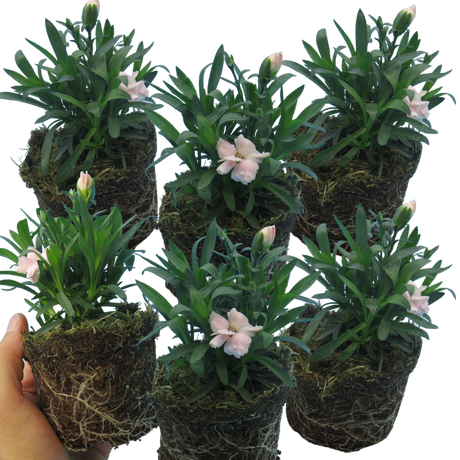 Dianthus caryophyllus 'White' from Cedar Nursery, Cobham