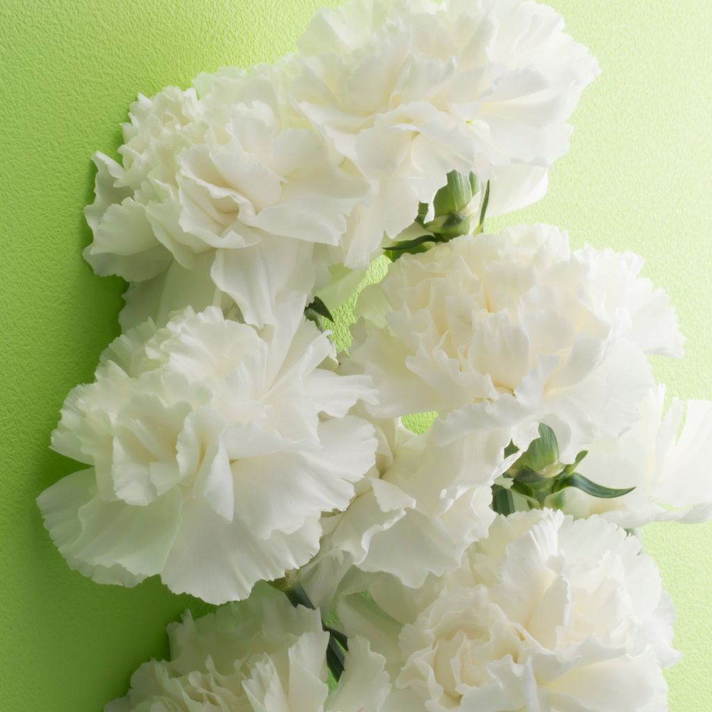 Dianthus caryophyllus 'White' from Cedar Nursery, Cobham