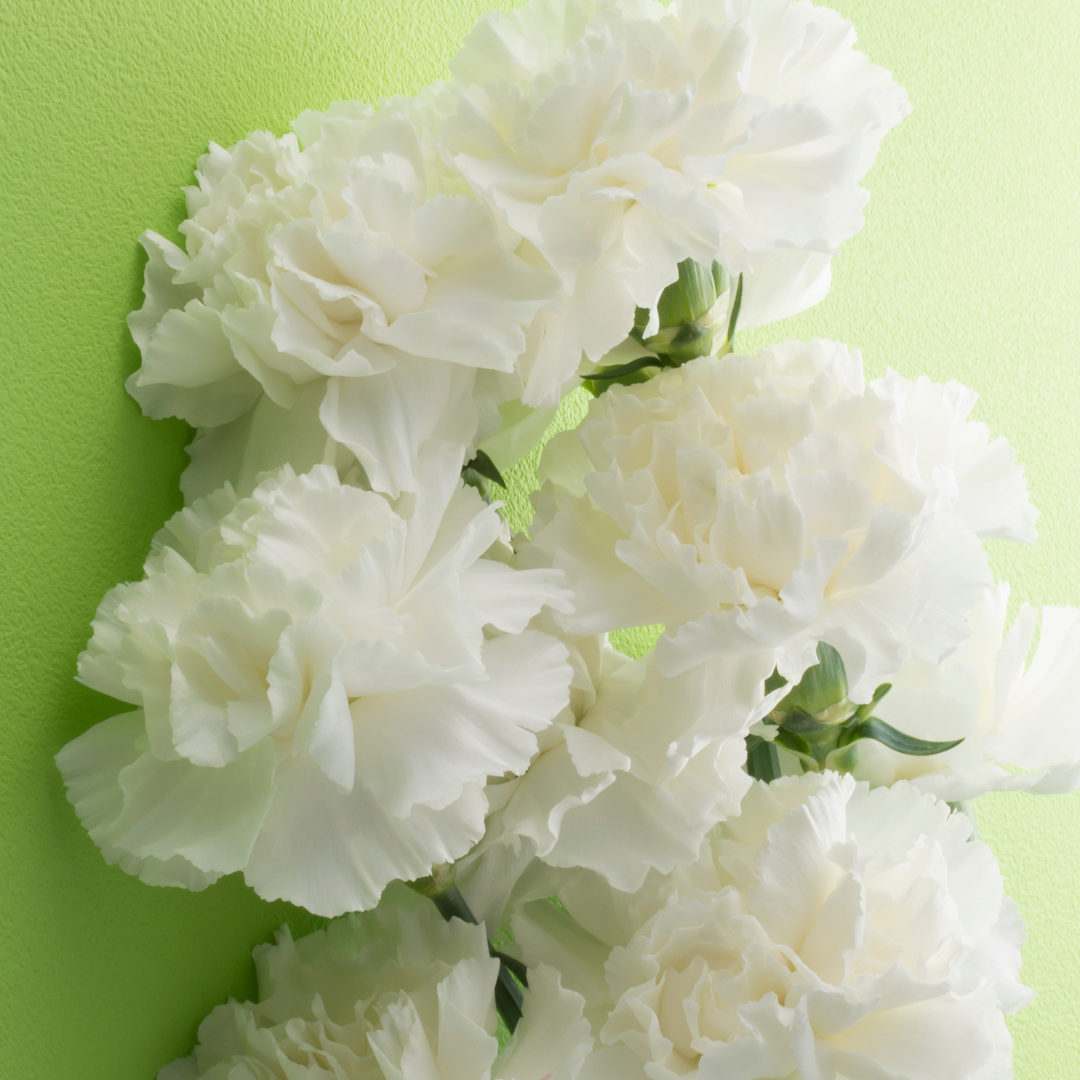 Dianthus caryophyllus 'White' from Cedar Nursery, Cobham