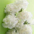 Dianthus caryophyllus 'White' from Cedar Nursery, Cobham