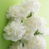Dianthus caryophyllus 'White' from Cedar Nursery, Cobham