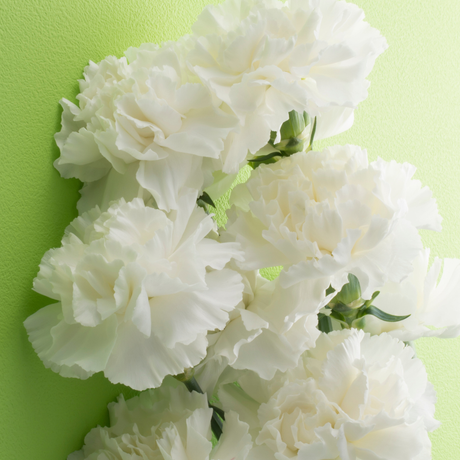 Dianthus caryophyllus 'White' from Cedar Nursery, Cobham