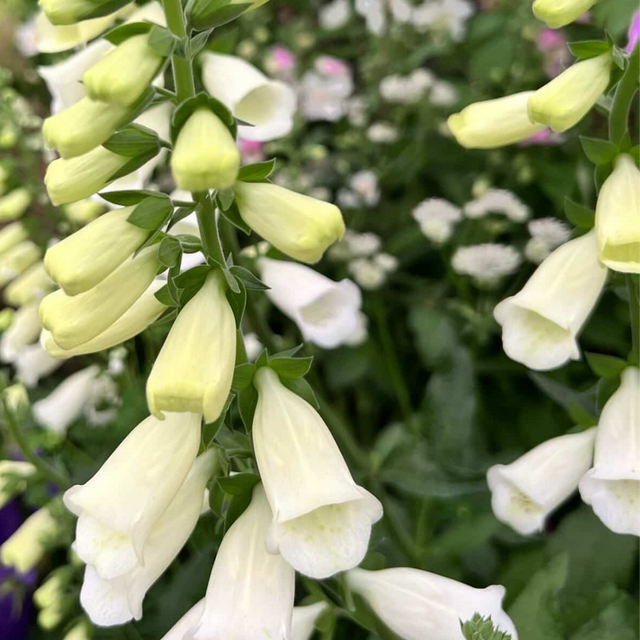 Digitalis purpurea 'White' from Cedar Nursery, Cobham
