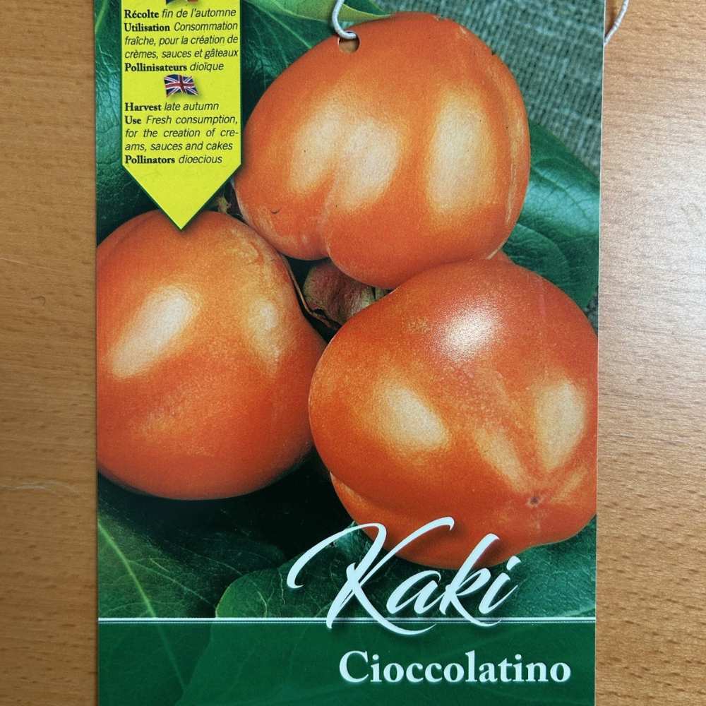 Persimmon Diospyros kaki 'Cioccolatino'