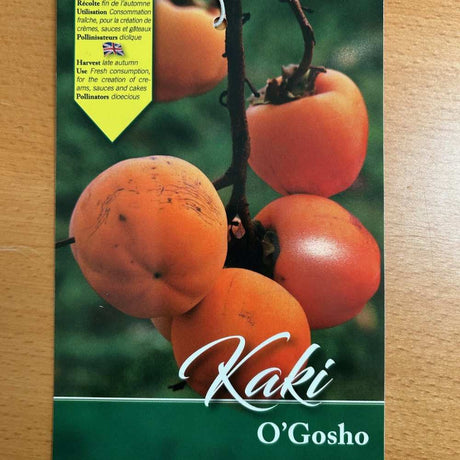 Persimmon Diospyros kaki 'O'Gosho'