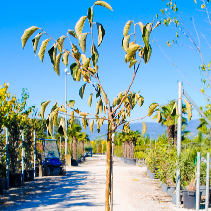 Diospyros kaki 'O'Gosho' (non-astringent Persimmon)