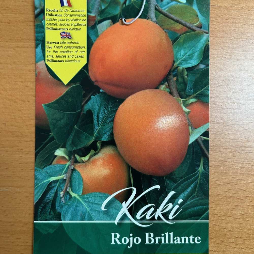 Diospyros kaki 'Rojo Brillante'