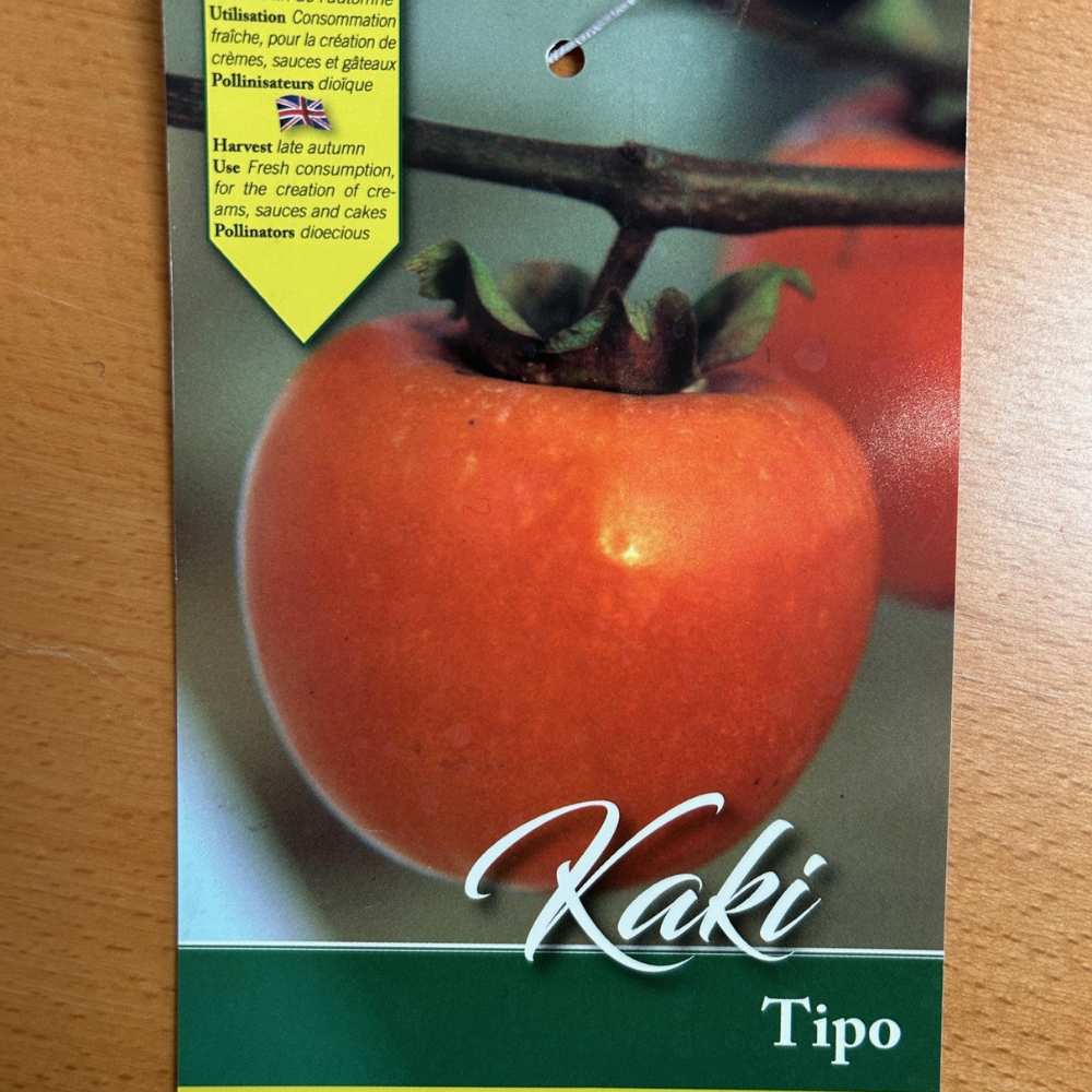 Persimmon Diospyros kaki 'Tipo'