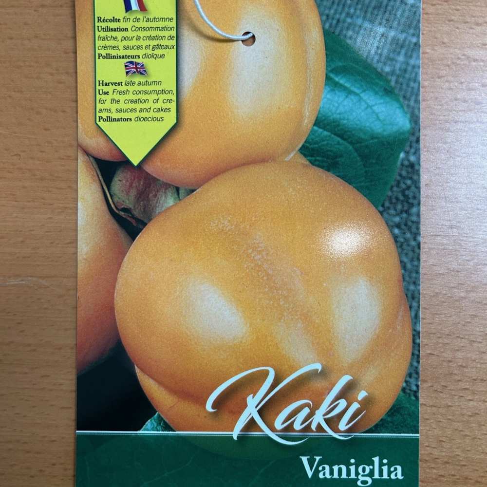 Persimmon Diospyros kaki 'Vanilla'