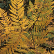 Dryopteris wallichiana Jurassic Gold ='Hollasic' from Cedar Nursery, Cobham