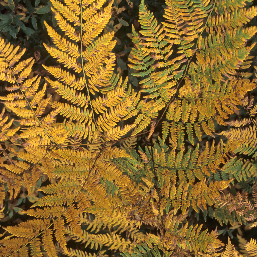 Dryopteris wallichiana Jurassic Gold ='Hollasic' from Cedar Nursery, Cobham