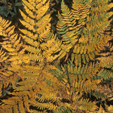 Dryopteris wallichiana Jurassic Gold ='Hollasic' from Cedar Nursery, Cobham