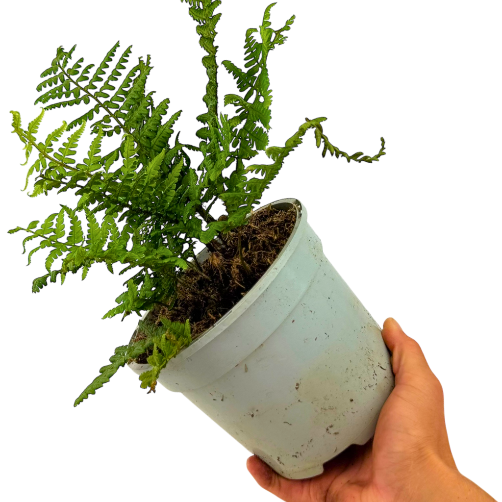 Dryopteris wallichiana Jurassic Gold ='Hollasic' from Cedar Nursery, Cobham