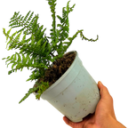 Dryopteris wallichiana Jurassic Gold ='Hollasic' from Cedar Nursery, Cobham