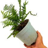 Dryopteris wallichiana Jurassic Gold ='Hollasic' from Cedar Nursery, Cobham