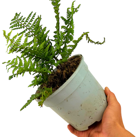 Dryopteris wallichiana Jurassic Gold ='Hollasic' from Cedar Nursery, Cobham