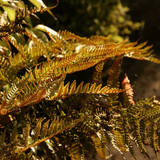 Dryopteris wallichiana Jurassic Gold ='Hollasic' from Cedar Nursery, Cobham