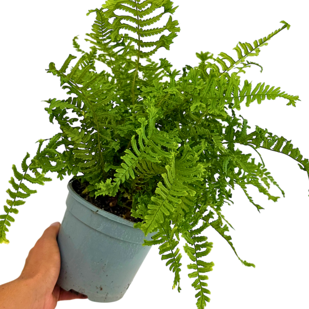Dryopteris affinis The King 2L at Cedar Nursery Surrey