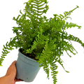 Dryopteris affinis The King 2L at Cedar Nursery Surrey