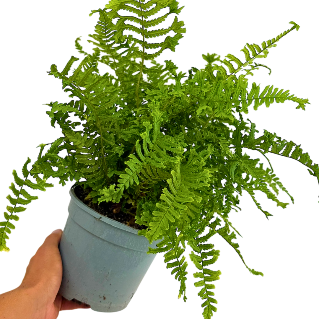 Dryopteris affinis The King 2L at Cedar Nursery Surrey