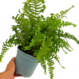 Dryopteris affinis The King 2L at Cedar Nursery Surrey