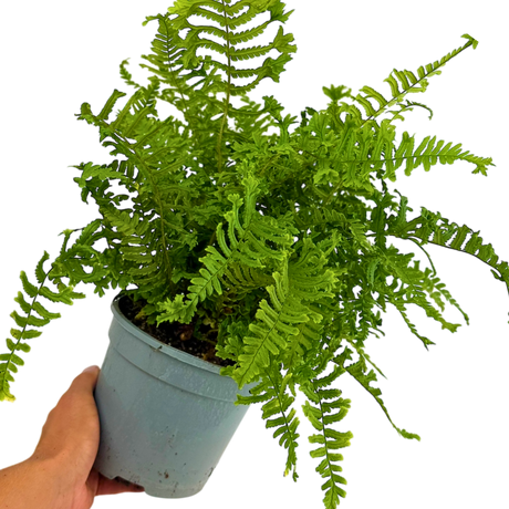 Dryopteris affinis The King 2L at Cedar Nursery Surrey